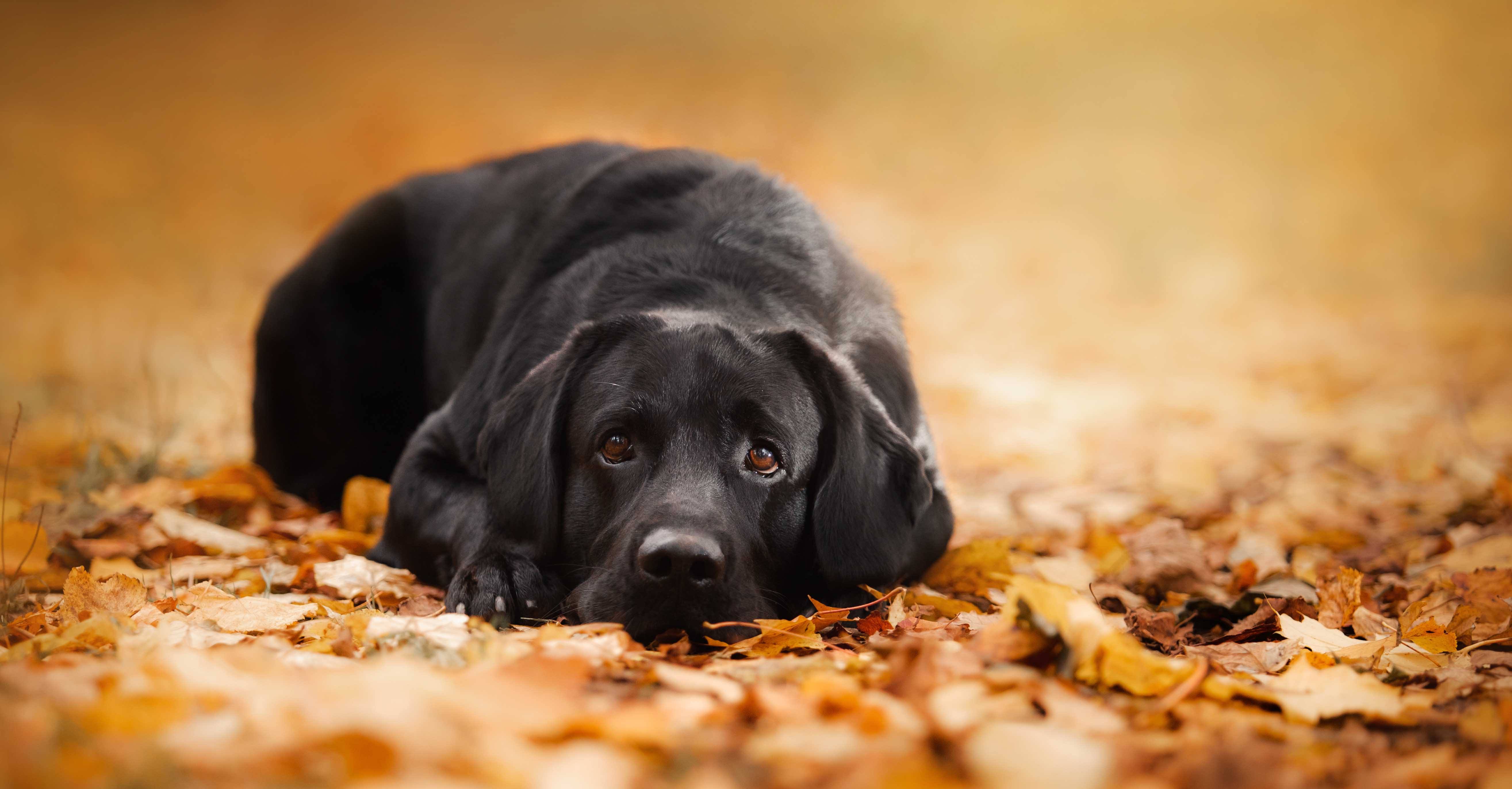 dog foods linked to canine heart disease